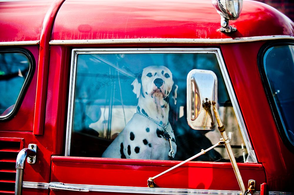 Dalmatian sitting in red car. Original public domain image from Flickr