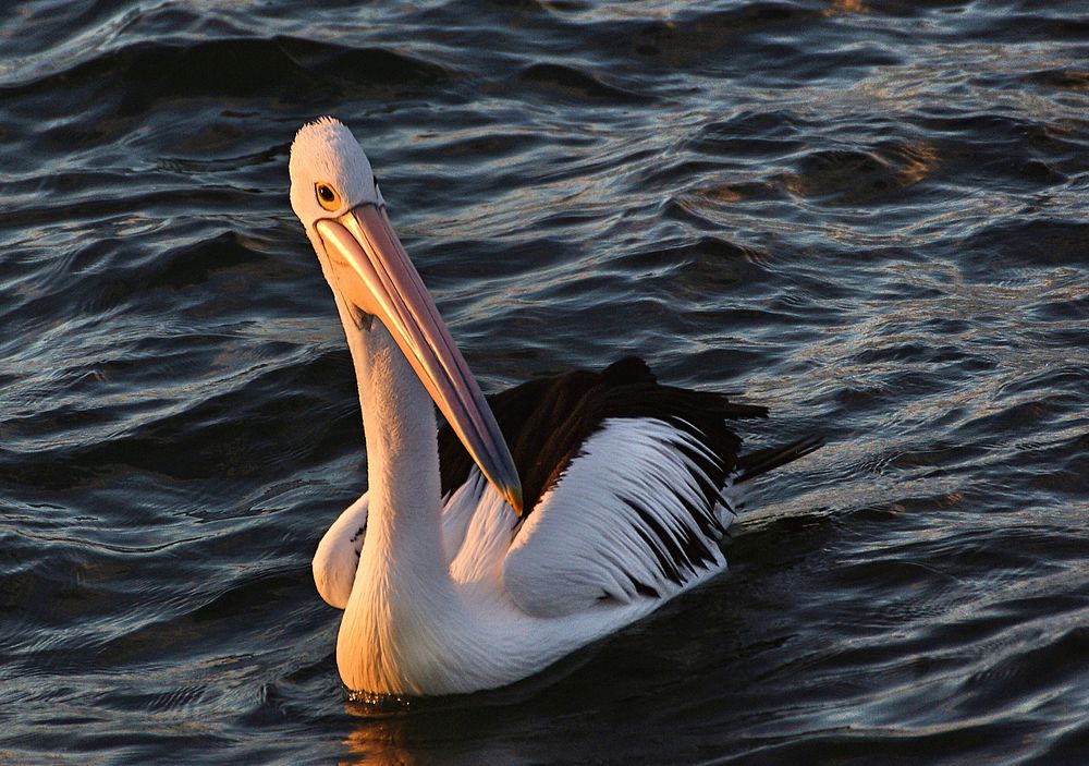 Pelican in the sunset.