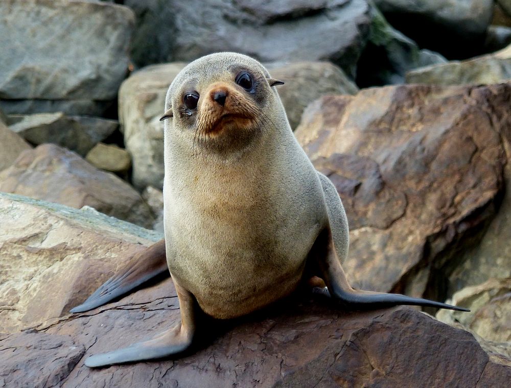 Southern New Zealand Fur Seal. Original public domain image from Flickr