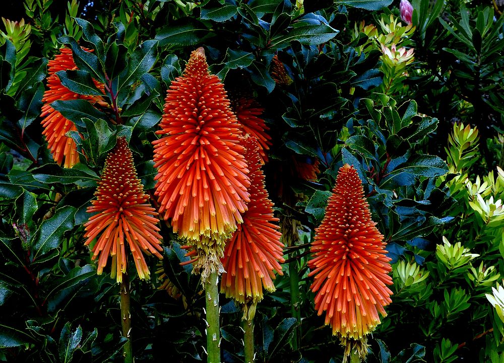 Kniphofia. Original public domain image from Flickr