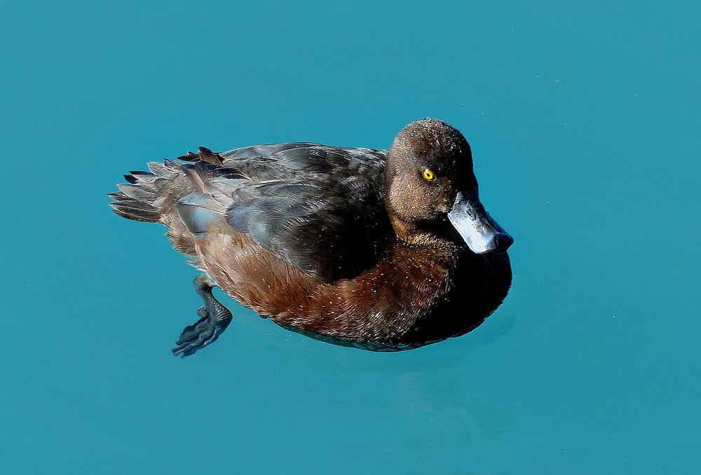 Scaup on blue water.The New Zealand scaup commonly known as a black teal, is a diving duck species of the genus Aythya. It…