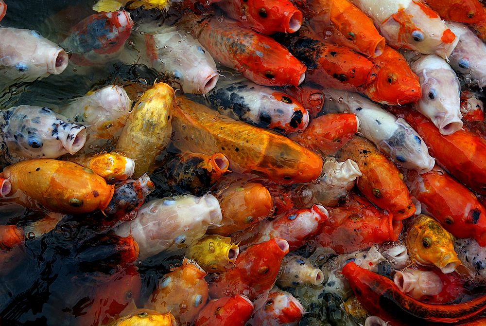 Koi or more specifically nishikigoi, are ornamental varieties of domesticated common carp that are kept for decorative…