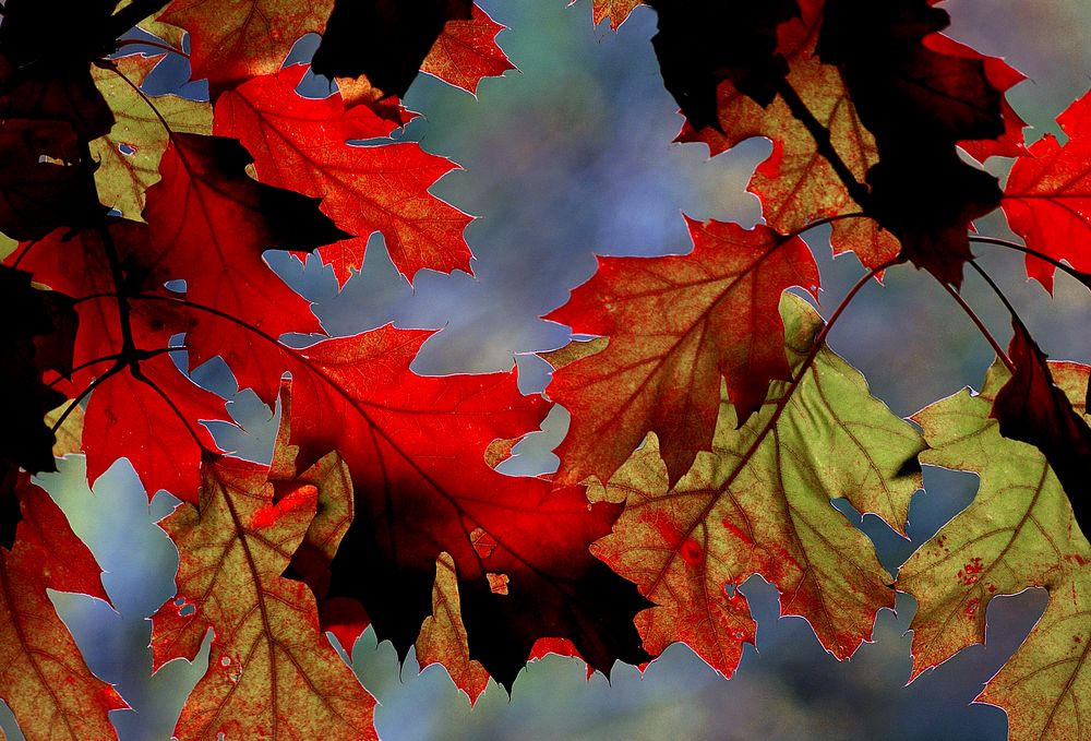 Autumn hues, Maple leaves. Original public domain image from Flickr