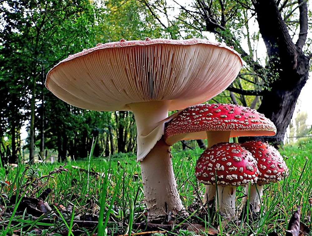 Fly agaric. Amanita muscaria, commonly known as the fly agaric or fly amanita, is a mushroom and psychoactive basidiomycete…