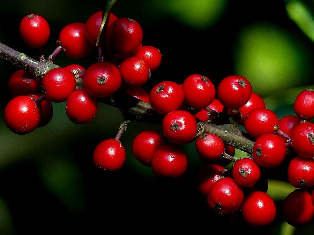 Holly.If you are growing a holly bush for its bright berries, you need to keep in mind that most holly varieties have male…