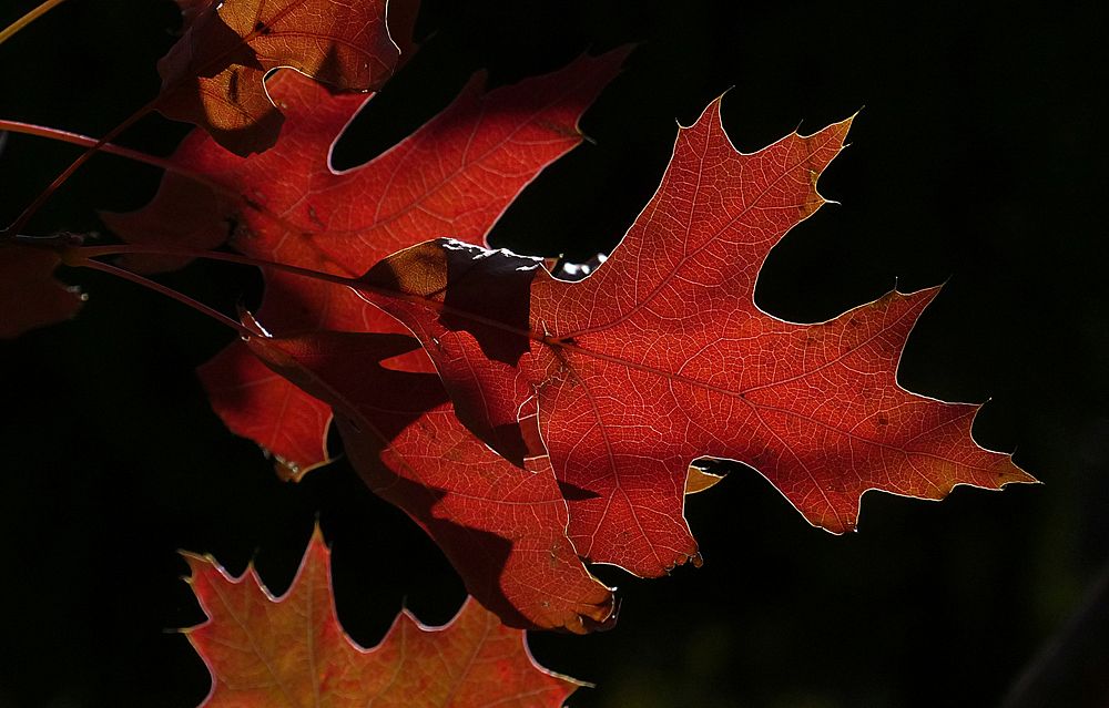 Free maple leaves photo, public domain nature images. Original public domain image from Flickr