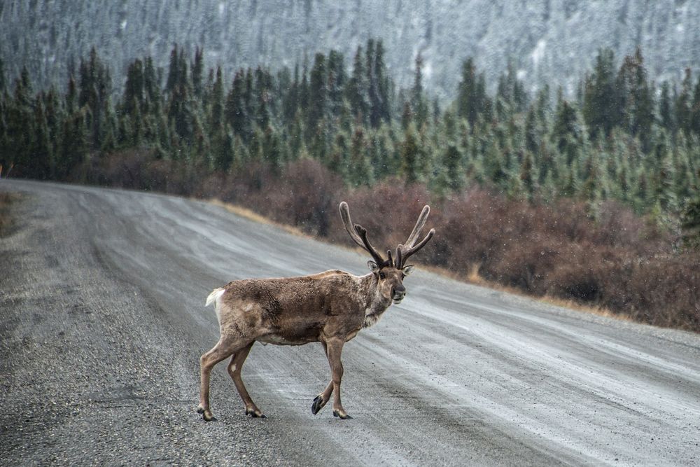 Caribou. Original public domain image from Flickr