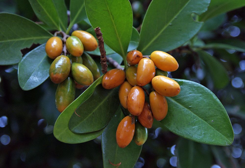 Karaka or New Zealand Laurel (Corynocarpus laevigatus) is an evergreen tree of the family Corynocarpaceae endemic to New…