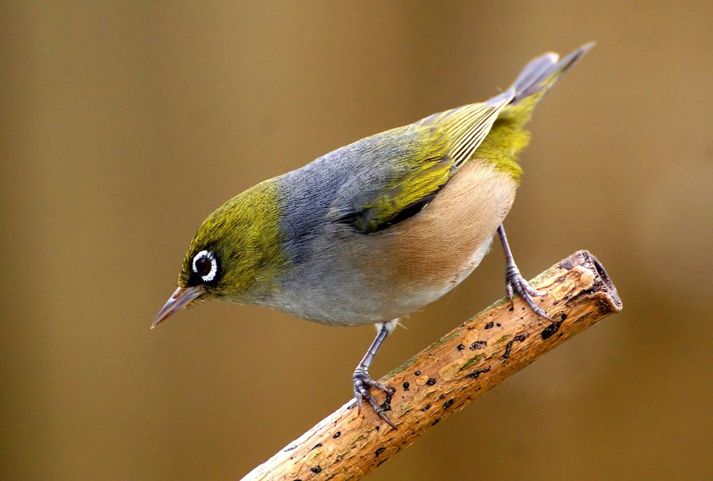 Silver eye (Zosterops lateralis ). Also known as wax-eye or white-eye, Zosterops lateralis belongs to the widespread family…