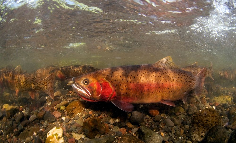 Spawning cutthroat trout, Lamar Valley by Jay Fleming. Original public domain image from Flickr