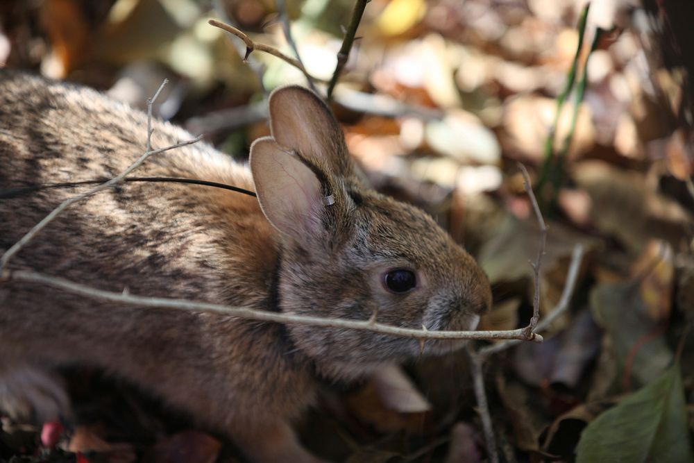 New England Cottontail