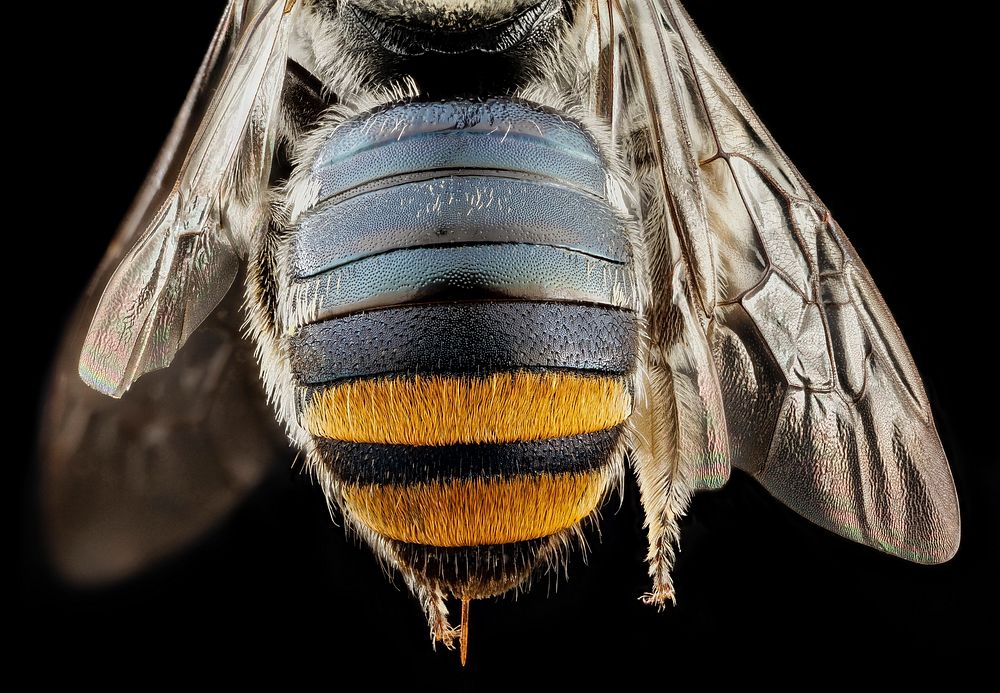 Bee Butts &mdash; This is the backend of a Lipotriches (Plain Sweat Bee) collected in Australia. Original public domain…