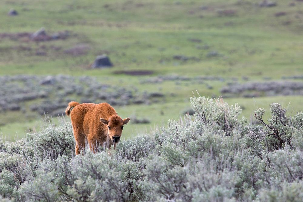 Bison calf in sagebrush by Neal Herbert. Original public domain image from Flickr