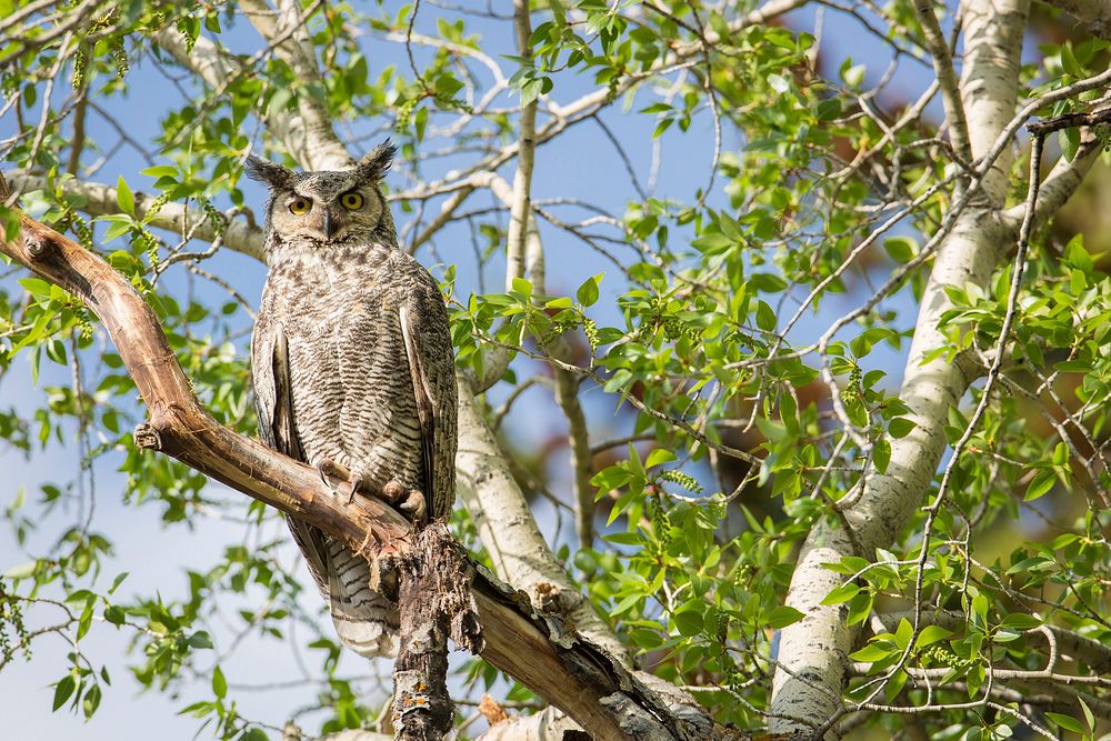 Great horned owl by Neal Herbert. Original public domain image from Flickr