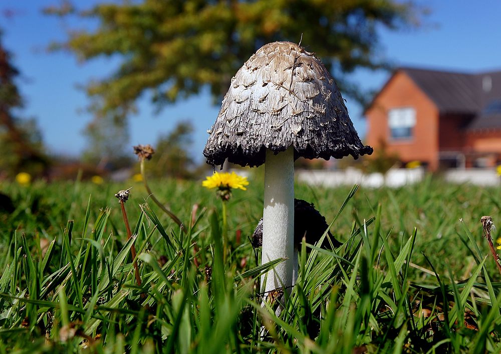 Coprinus comatus, the shaggy ink cap, lawyer's wig, or shaggy mane, is a common fungus often seen growing on lawns, along…