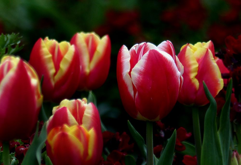 Tulip time.