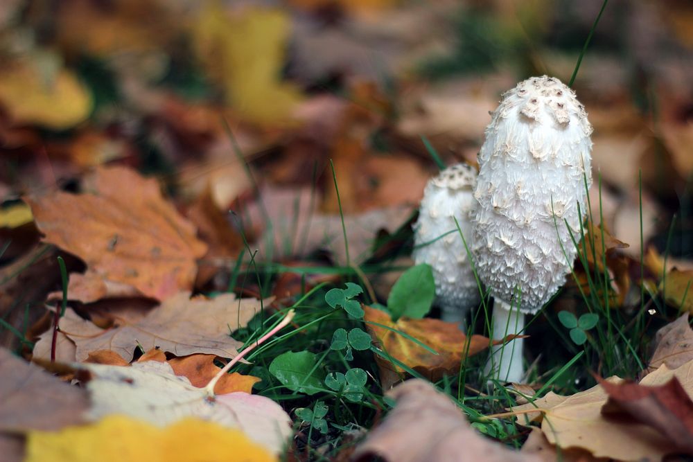 Shaggy Mane MushroomThese interesting mushrooms have color changing gills that secrete a spore-filled inky liquid. Once they…