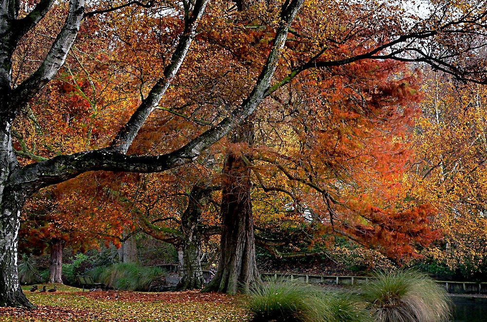 Hagley Park. Christchurch.NZ. Original public domain image from Flickr