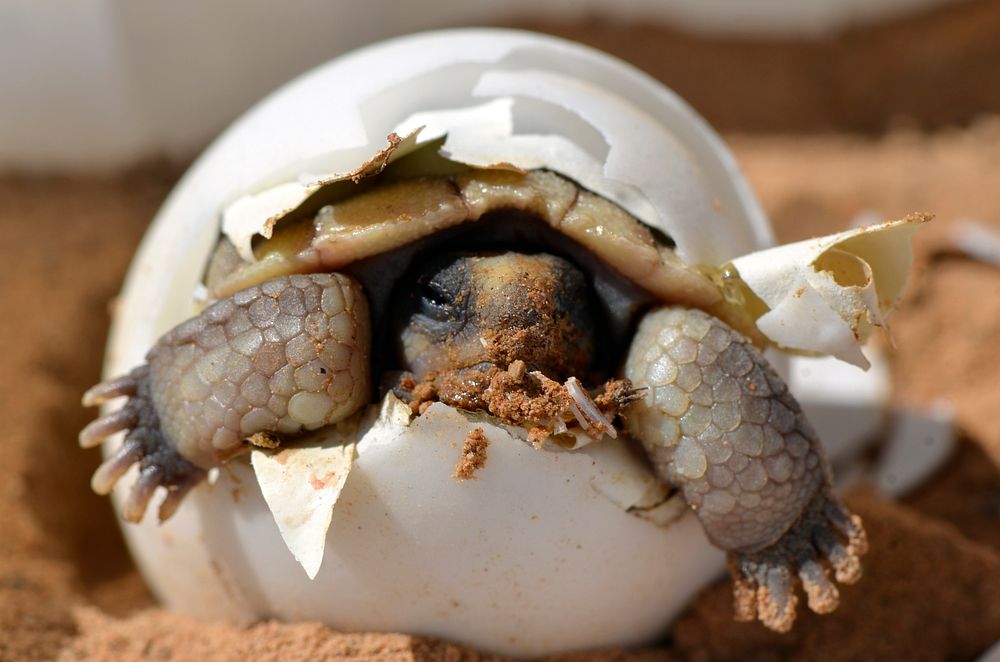 Baby Desert Tortoise. Original public domain image from Flickr