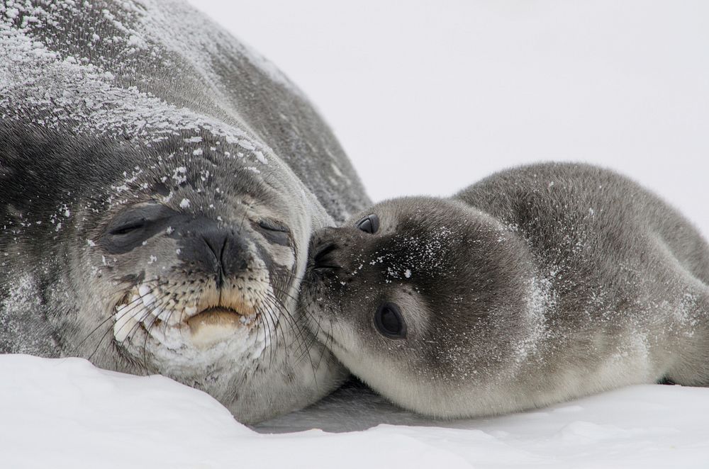 Antarctic fur seal with baby kissing its mom. Original public domain image from Flickr