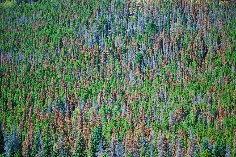 Mountain Pine Beetle Damage &mdash; Mountain pine beetle have been a natural part of the whitebark pine forest for many…