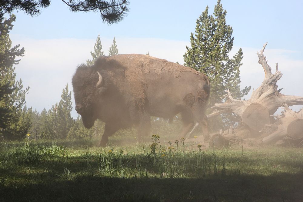 Bison wallowing in Norris Campground by Diane Renkin. Original public domain image from Flickr