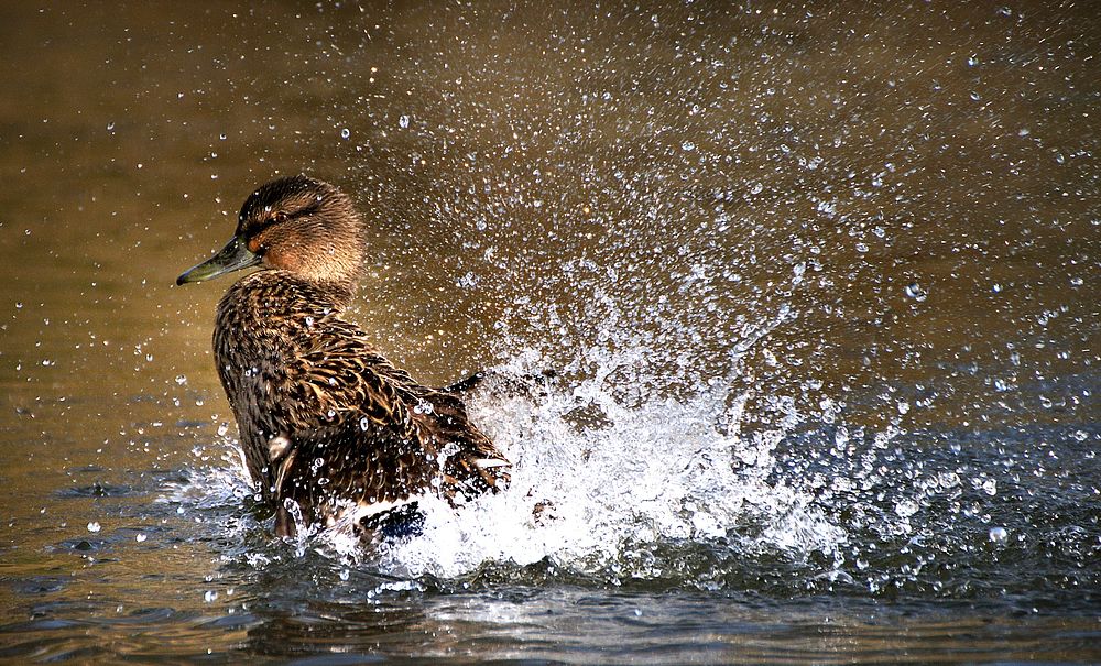 Mallard Female.