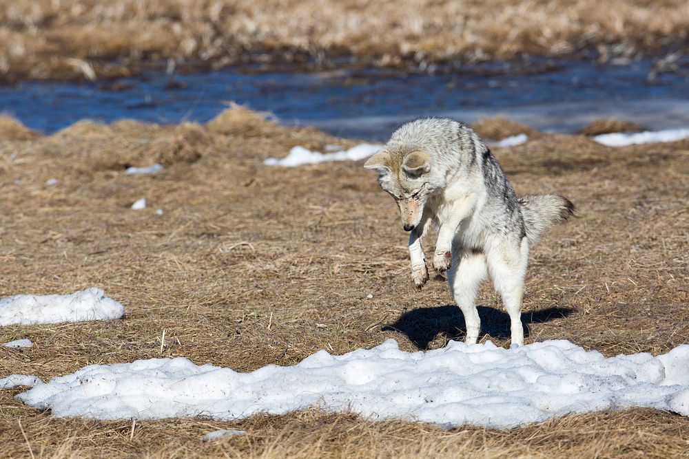 Coyote in Gibbon Meadows by Neal Herbert. Original public domain image from Flickr