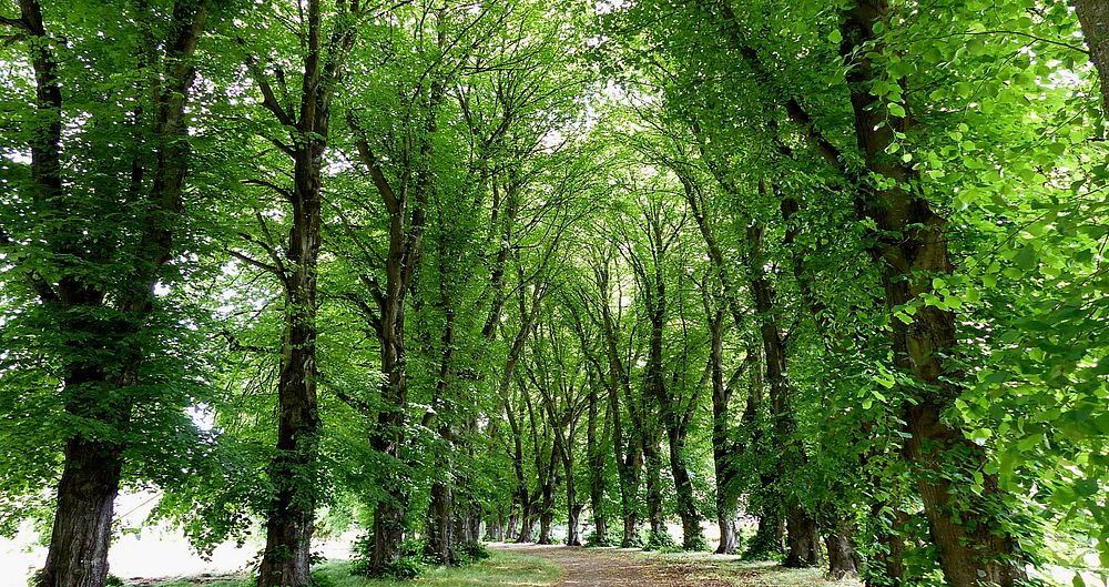 Tree lined avenue.