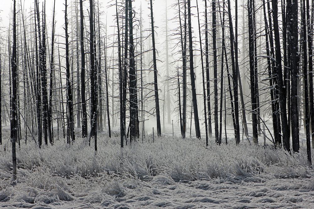 Frosty morning in the Lower Geyser Basin. Original public domain image from Flickr
