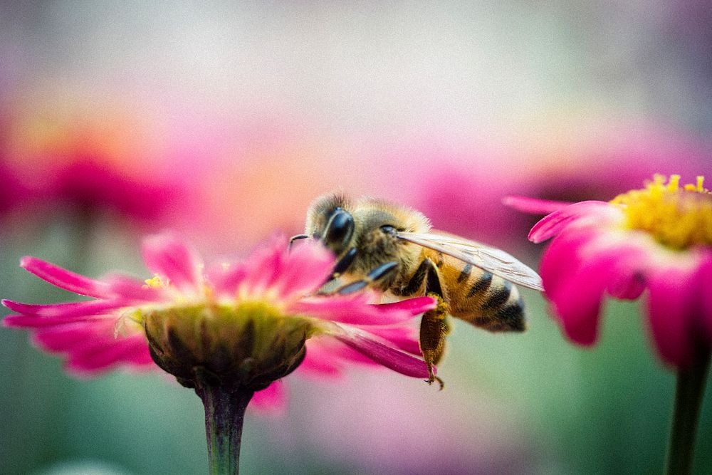 Bee and pink flower background. Free public domain CC0 image.