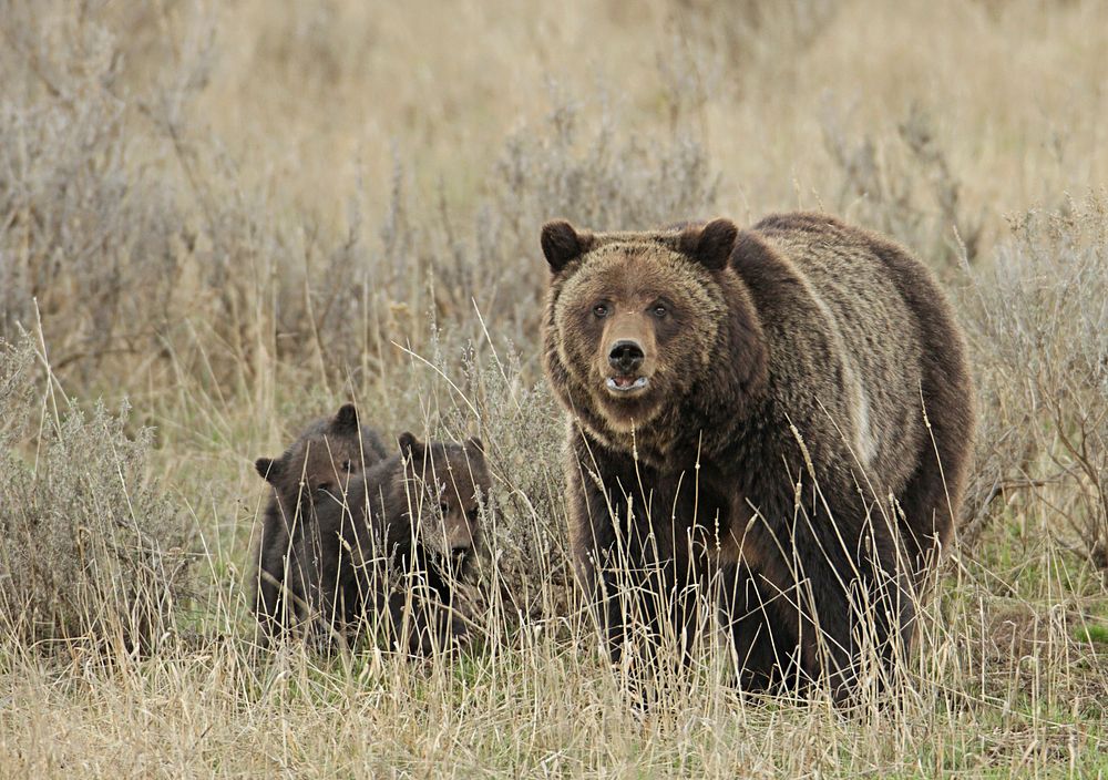 Grizzly sow and cubs near Fishing Bridge by Jim Peaco. Original public domain image from Flickr