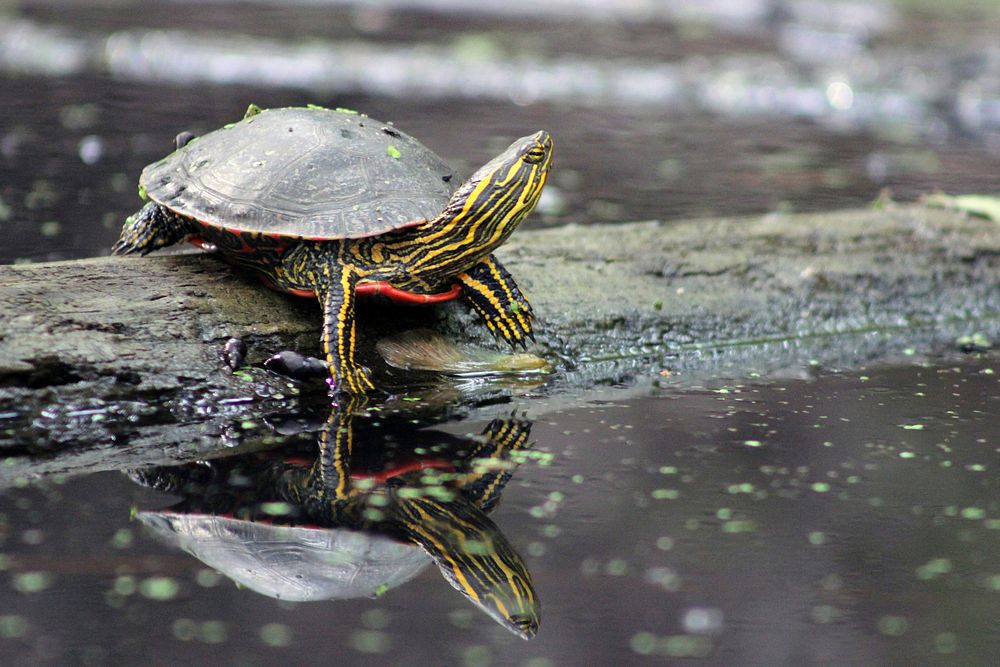 Western Painted TurtleTurtles can be skittish when you first approach, but if you stay still, they’ll often reappear -…