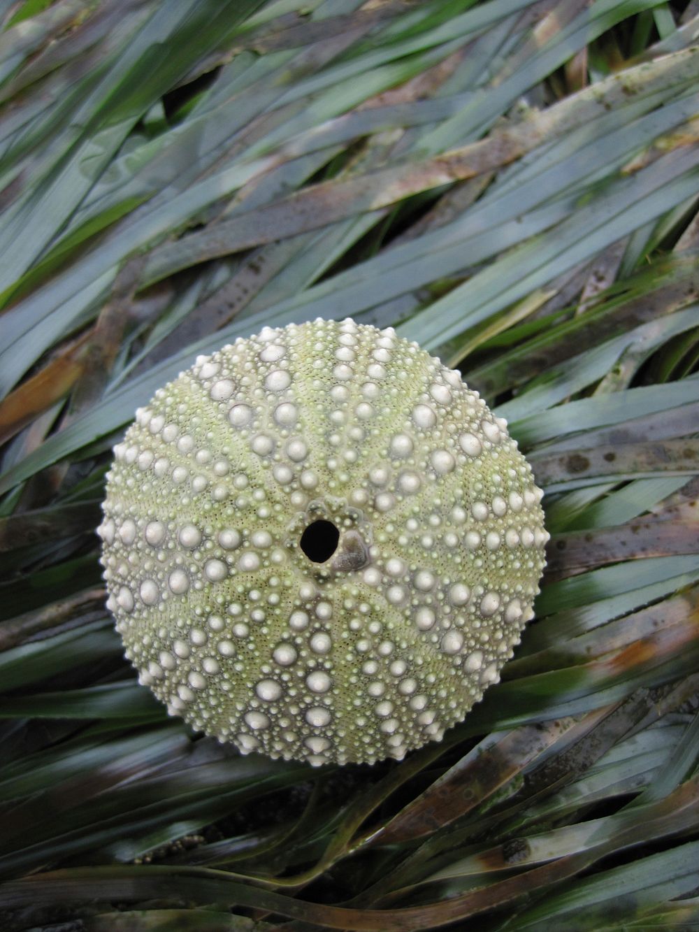 Sea urchin seagrasses. Original public domain image from Flickr