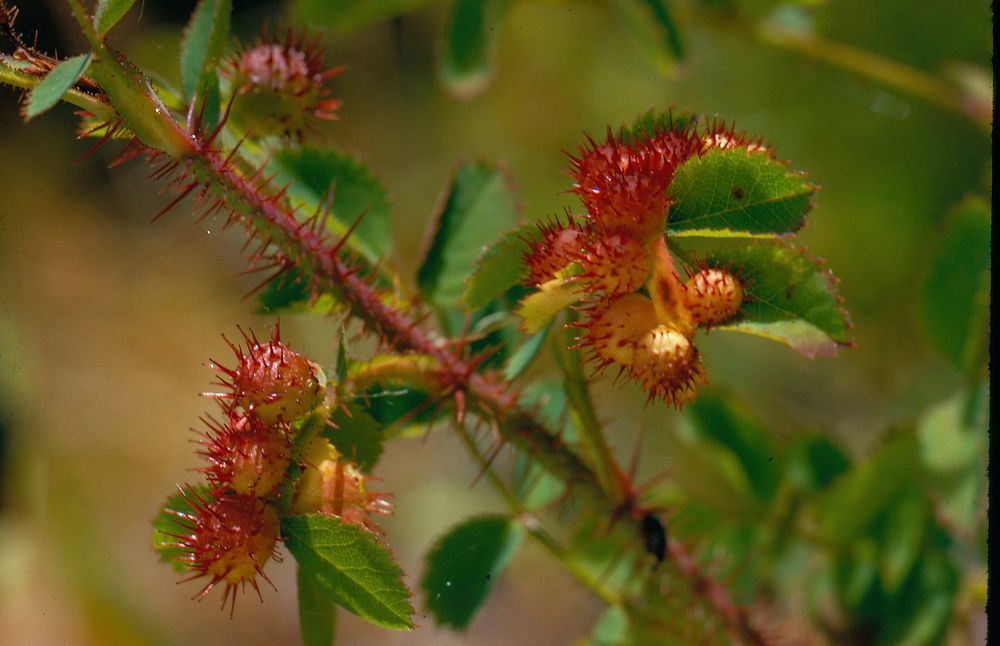 Flower rose gall wildflowers. Original public domain image from Flickr