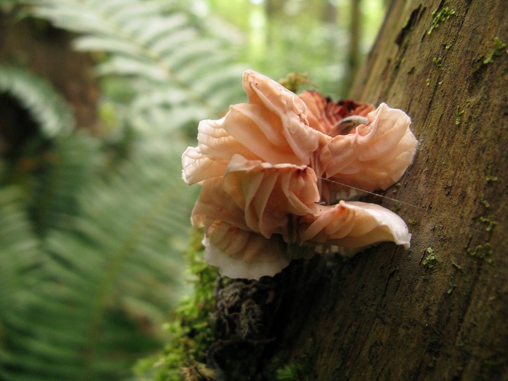 Original public domain image from Flickr