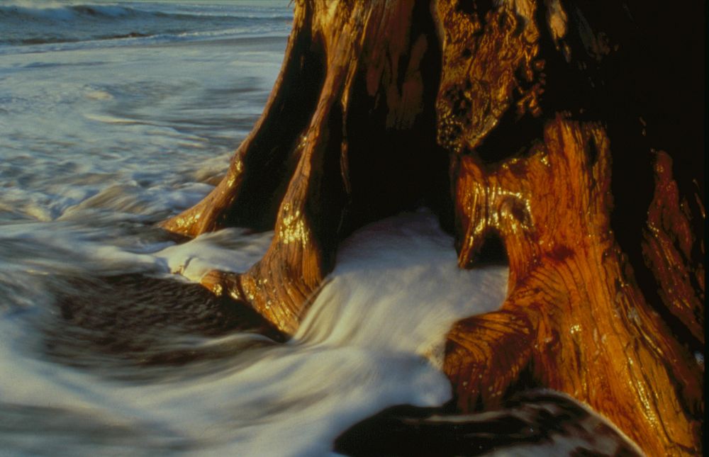 Rialto driftwood and surf. Original public domain image from Flickr