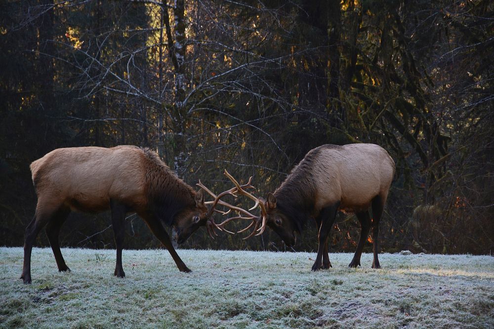 Elk. Original public domain image from Flickr