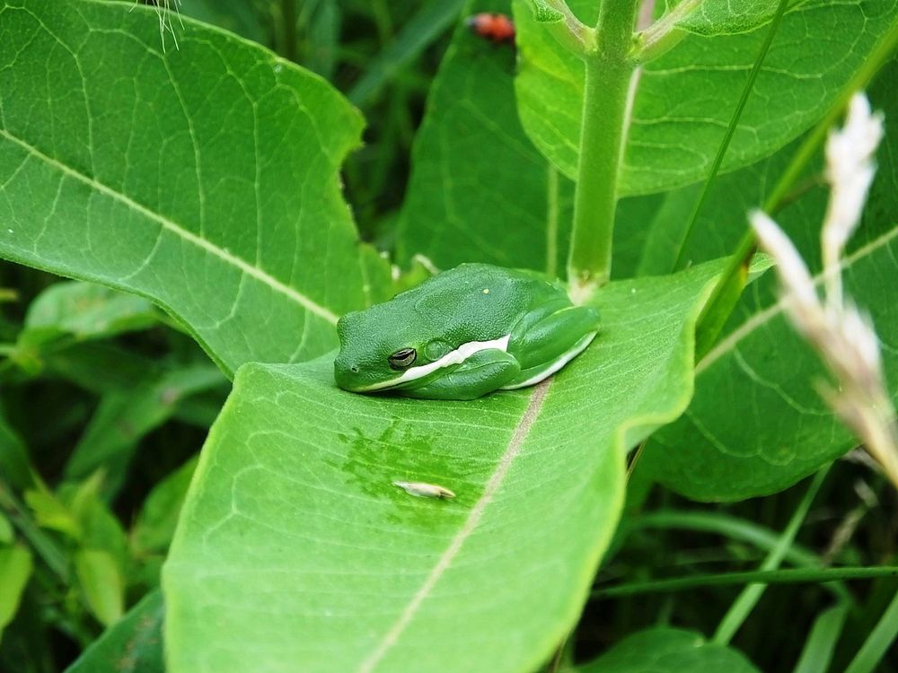 Green Tree FrogThis American green tree frog was spotted napping on some common milkweed at Mingo National Wildlife Refuge…