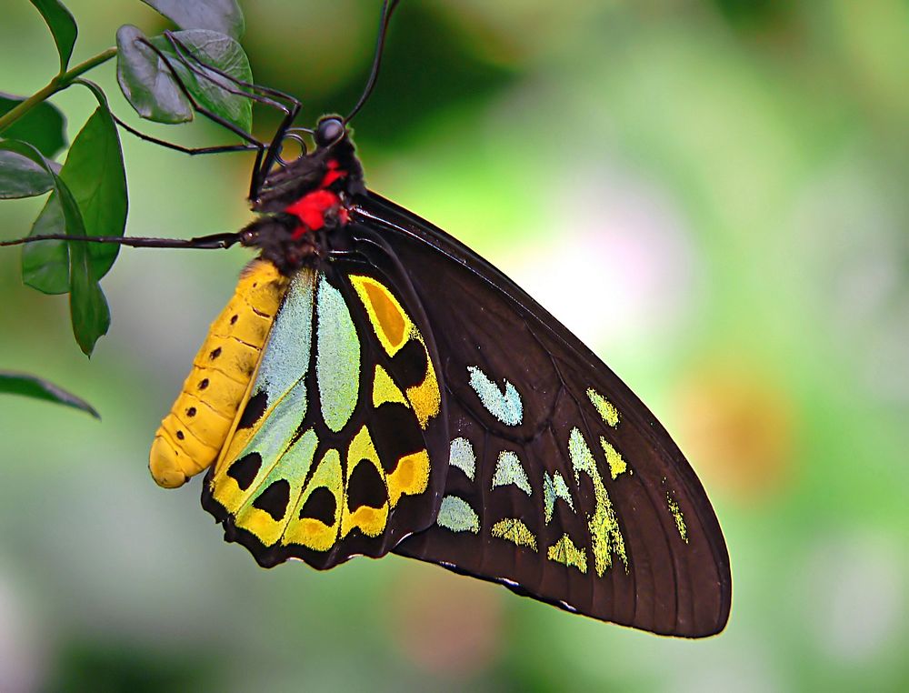 Cairns birdwing butterfly. Original public domain image from Flickr