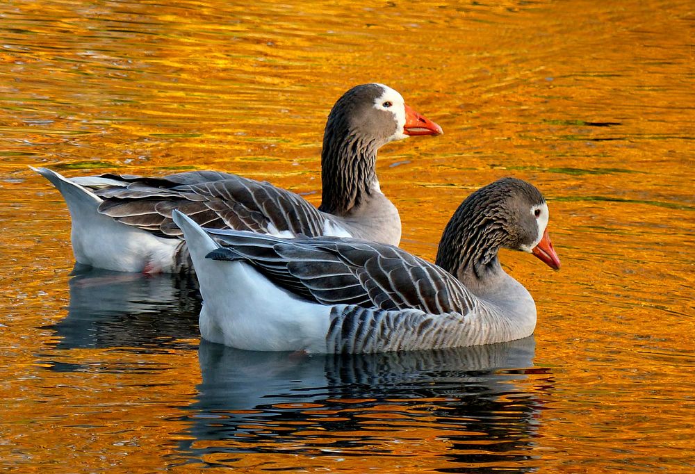 On Golden ponds..Pilgrim geese.