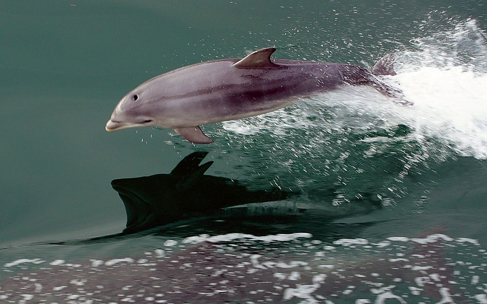 Dolphin at play.