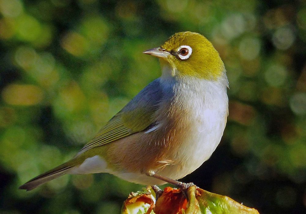 Silvereye (Zosterops lateralis) were self introduced in the 1800s and now have a wide distribution throughout New Zealand.…