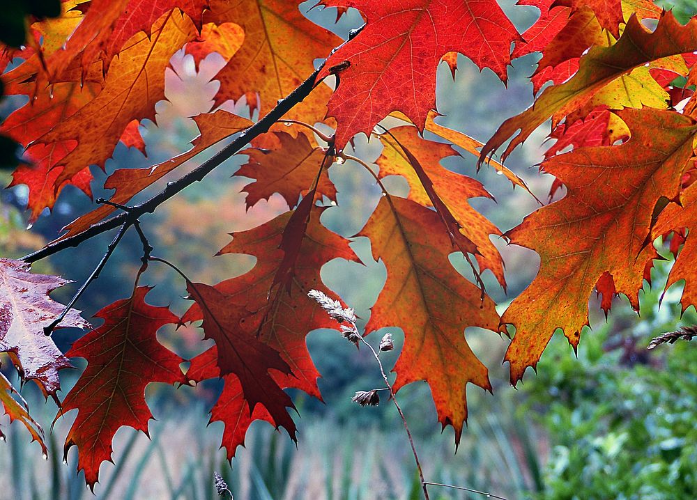 Autumn leaf during the changing season. Original public domain image from Flickr