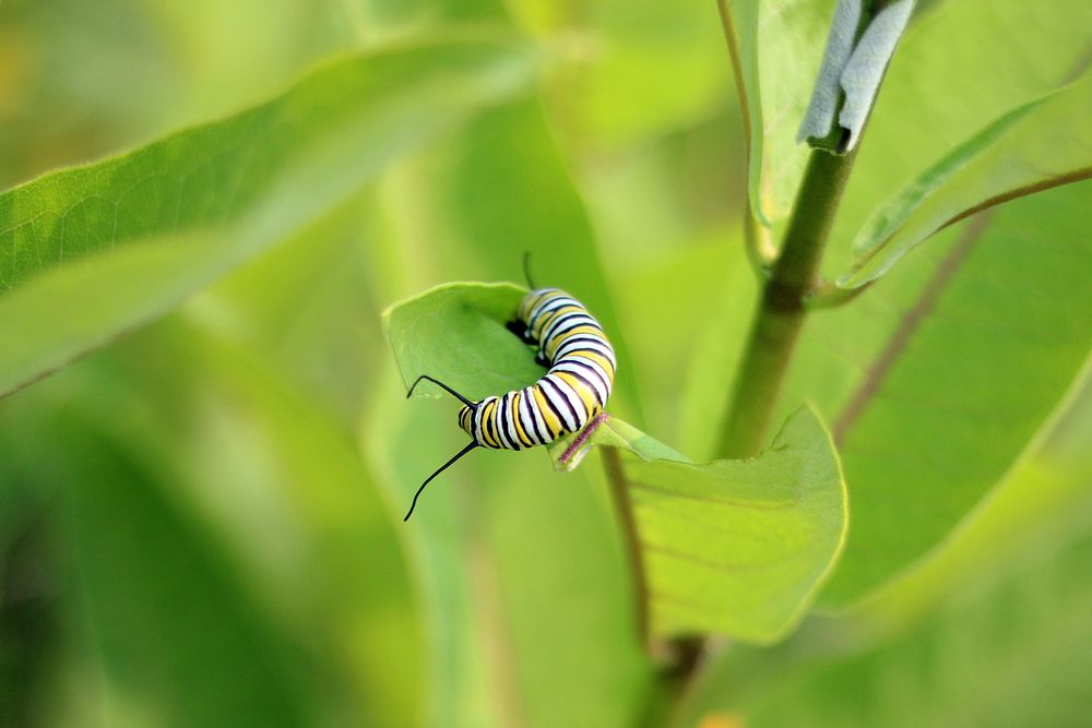 Monarch Caterpillar on Common MilkweedPhoto by Courtney Celley/USFWS. Original public domain image from Flickr