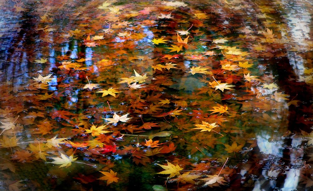 Autumn twirled. Original public domain image from Flickr