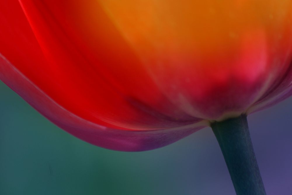 The word tulip is derived from a Persian word called delband, which means turban. It is generally believed that it was…