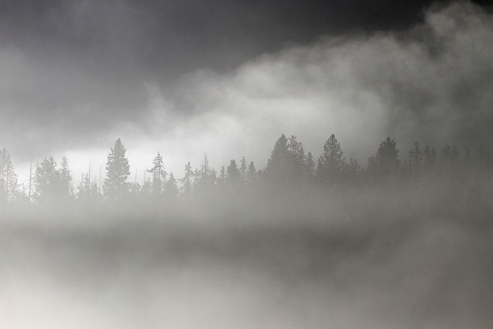 Fog at Pebble CreekTrees silhouetted in morning fog at Pebble Creek by Jim Peaco. Original public domain image from Flickr