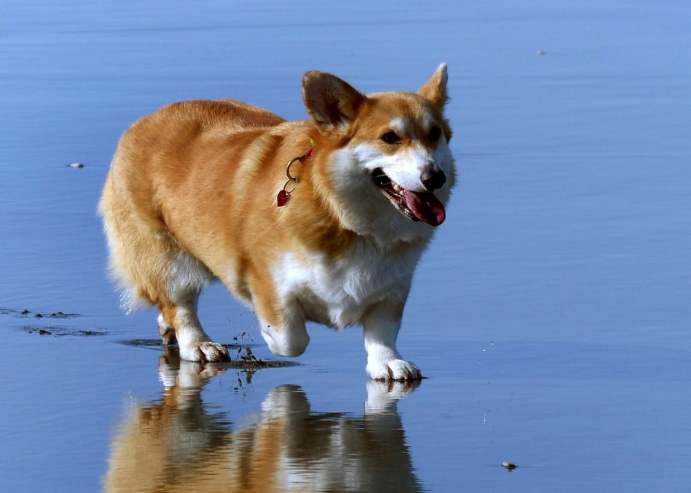 The Pembroke Welsh Corgi, is a herding dog breed, which originated in Pembrokeshire, Wales. It is one of two breeds known as…