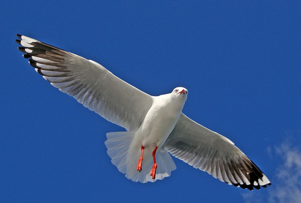 High flying Silver Gull Aust. Original public domain image from Flickr